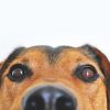 【新型コロナ】感染の感知に犬の嗅覚を活用→ 詳細がこちら