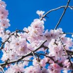 【新型コロナ】「春になれば抑制される」は本当か…専門家に聞いてみた結果