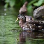 【炎上】霞が関の役人とその妻が深夜の井の頭公園でライフルで鴨撃ち→ 近所のカフェ店主が通報した結果……