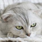【悲報】新型コロナ、「ネコネコ感染」が明らかに…