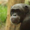 【コロナ悲報】タイの動物園に非難の声→ その理由ｗｗｗｗｗｗｗｗ（動画あり）