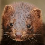 【新型コロナ】ついに動物→ ヒト感染を確認！！！ 人類オワッタ……