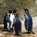 【衝撃】ペンギンのふん、ヤバかったｗｗｗｗｗｗｗｗ