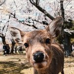 【驚愕】緊急事態宣言後の奈良公園の映像が「まるで桃源郷のよう」と話題に……（画像あり）