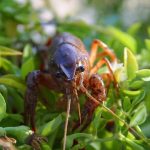 【驚愕】中国メディア「魚介大好きな日本人がザリガニを食べないなんて信じられない」→ ネットの反応ｗｗｗｗｗｗｗｗ