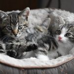 【新型コロナ】ネコネコ感染、ヤバい……
