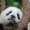 【動物園】神戸のパンダ、中国に返還へ