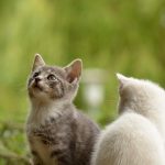 【驚愕】母ネッコ「大変！ うちの子が病気だわ…せや！」→ （画像あり）