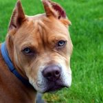【衝撃】 「半グレ」の飼い犬、やらかす……