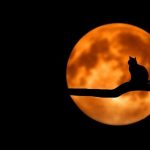 【仰天】顔が２つある子猫「ヤヌス猫」が誕生！！！（※リンク先に動画あり）