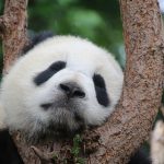【驚愕】カナダの動物園、パンダを中国に返還へ→ その理由wwwwwwww