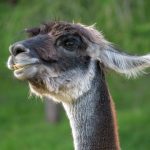 【新型コロナ】ラマ、コロナ治療の鍵握る→ 驚きの詳細がこちら……