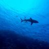 【驚愕】‟幻のサメ”が東京湾の沖合に現れ話題に→ ご覧ください（※リンク先に動画あり）