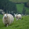 【驚愕】ニュージーランドに「ロボット牧羊犬」が登場ｗｗｗｗｗｗｗｗ（※リンク先に動画あり）