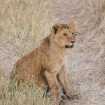 【訃報】南アフリカの自然保護活動家さんがライオンを育てた結果→悲惨な末路に！！！…..