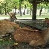 【悲報】奈良公園のシカさん、観光客から鹿せんべいを貰えなくなった結果……(画像あり)