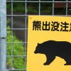 【恐怖】新潟県にニュータイプのヤバい熊が現る！！！！！……