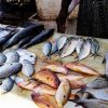 【狂気】韓国の養殖業者、日本産活魚にシェアを奪われ怒りのパフォーマンス！！！(動画あり)