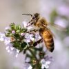【貴重】ミツバチは人類に必要不可欠な存在だった…その理由がこちら！！！…..