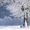 【悲報】秋田県の婆ちゃん、あまりの大雪で詰む……(画像あり)