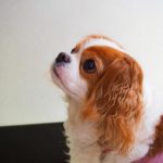 【続報】愛犬譲渡炎上のGACKTさん、逆切れして驚きの行動にｗｗｗｗｗｗｗｗ