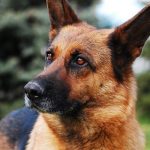 【驚愕】飼い主が心臓発作→ 保護施設で救われた犬が驚きの行動に…!!!