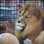 【悲報】経営が苦境になった動物園が驚きのアイデアでクラファンを行って話題に→ ご覧くださいｗｗｗｗｗｗｗｗ(画像あり)