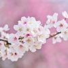 【衝撃】韓国議員さん、桜で発狂ｗｗｗｗｗｗｗｗ