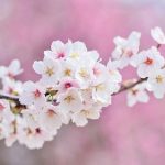 【衝撃】韓国議員さん、桜で発狂ｗｗｗｗｗｗｗｗ