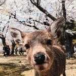 【罰当たり】とび職(23)、奈良公園のシカさんにムカついた結果……