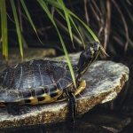 【悲報】マダガスカル人さん「おっ亀おるやん！ 食ったろ」→