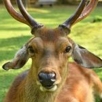 【狂気】奈良公園のシカを殺害した土方さん、衝撃の供述・・・・・