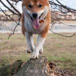 【驚愕】柴犬飼ってる奴大勝利ｷﾀ━━━━(ﾟ∀ﾟ)━━━━!!!!