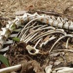 【恐怖】大阪の中学生、池で白骨遺体を釣り上げる → その遺体がとんでもなかった・・・
