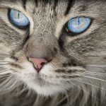 【驚愕】里親募集サイトに掲載されていた猫がヤバいと話題に→ ご覧くださいｗｗｗｗｗｗｗｗ(画像あり)