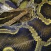 【横浜ヘビ脱走】動物専門家がヘビの現在の居場所を分析 → まじかよこれ・・・
