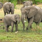 【驚愕】千葉県の動物園でゾウたちに衝撃の異変……！！！ 一体何が……