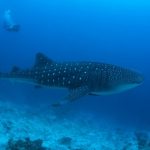 【驚愕】サメの餌食になった日本人さん、衝撃的な事実が判明・・・