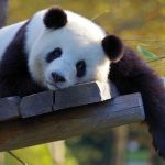 【驚愕】アスカみたいなパンダが発見されるｗｗｗｗｗ(画像あり)