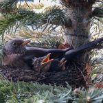 【悲報】野鳥愛好家さんのマナー、ヤバいなんてもんじゃなかった……