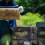 【悲報】福島県産のハチミツ、激ヤバな事実が発覚…..