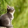 【驚愕】猫の寿命が最長30年に！？ 驚きの治療薬が話題に……！！！