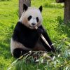 【衝撃】上野公園のパンダ・シャンシャンさん、大暴れして大変な事態に……！！！