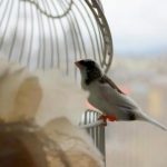 【仰天】佳子様「私たちは籠の鳥」ヤフコメ「自由になりたいなら税金暮らしをやめて！」→