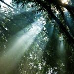 【訃報】山中でとんでもない遺体が発見される…これは驚くわ…
