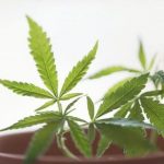 【速報】電波少女、大麻所持で逮捕ｗｗｗｗｗｗｗｗｗｗｗｗｗ