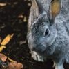 【衝撃画像】世界一『恐ろしい』ウサギがコチラ・・・・・