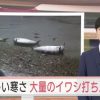 【画像あり】北海道のイワシが「寒すぎて」仮死状態に → 浜辺に打ち上げられて死亡へｗｗｗｗｗｗｗｗ
