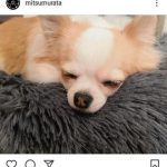 【速報】村田充さん、元妻・神田沙也加さんの愛犬を引き取った結果………