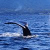 【マヂで】アイスランドさん、日本のせいで捕鯨中止を表明 → その原因がこれらしい・・・